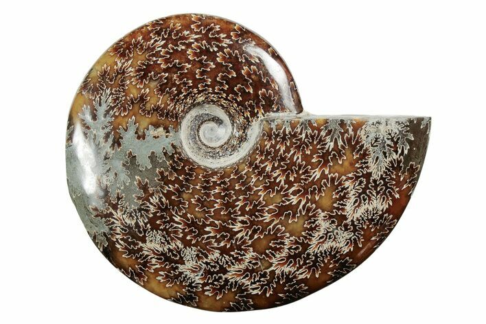 Polished Ammonite (Cleoniceras) Fossil - Madagascar #339107